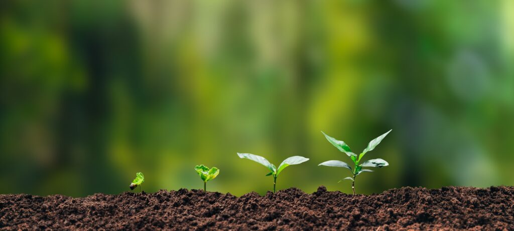 Growth Trees concept Coffee bean seedlings nature background Beautiful green